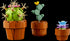 Mini plants 10329